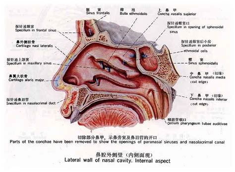 鼻子部位|鼻和鼻窦